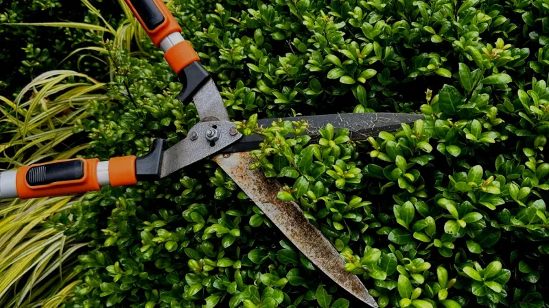 Prune Carefully So You Don't Damage The Shrub Prune Carefully So You Don't Damage The Shrub