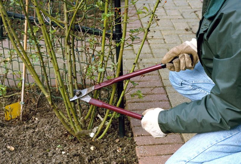 Prune For Shape Before Growth Gets Too Dense Prune For Shape Before Growth Gets Too Dense