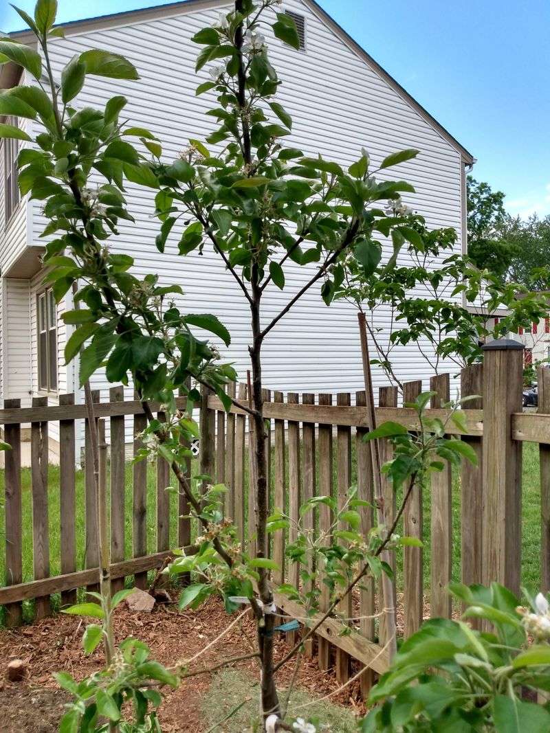 Prune Fruit Trees Before Buds Break