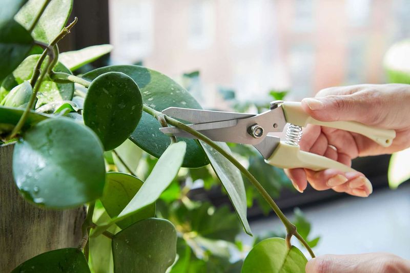Prune Heavily Infested Tips When Needed