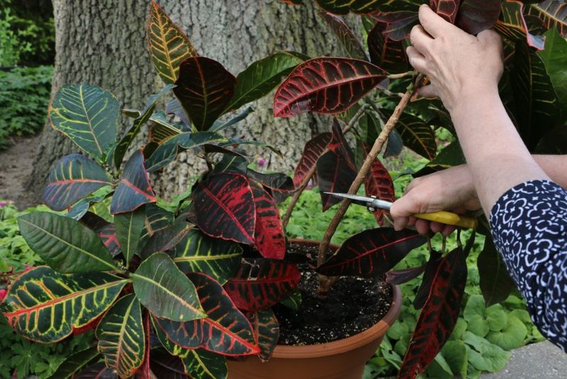 Prune Leggy Stems For Fuller Color