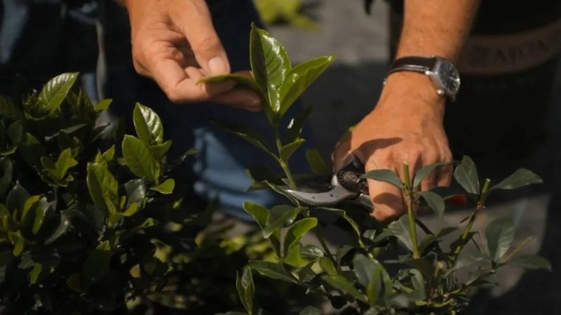 Prune Lightly After Flowering