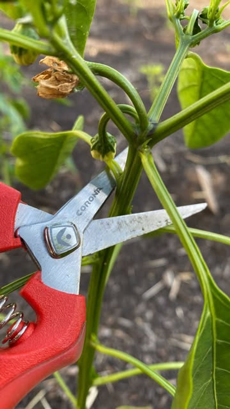 Prune Lightly After Plants Gain Size Prune Lightly After Plants Gain Size