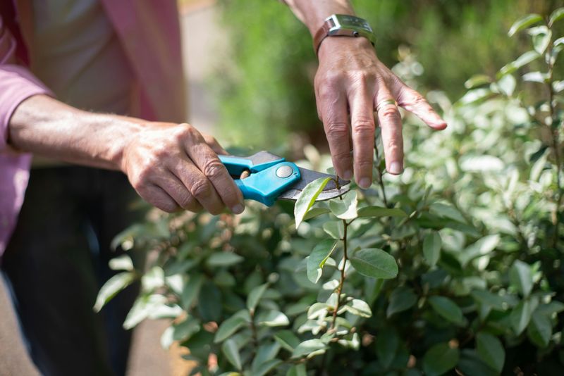Prune Lightly But Skip Heavy Cutting Prune Lightly But Skip Heavy Cutting