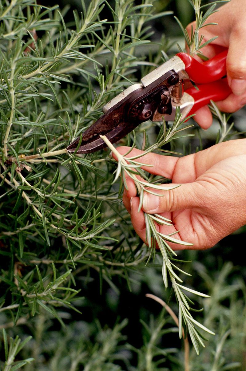 Prune Lightly For Bushier Growth