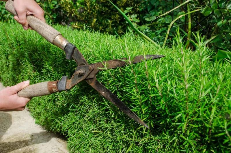 Prune Lightly To Build Dense Growth Prune Lightly To Build Dense Growth