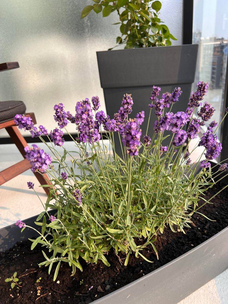 Prune Lightly To Keep The Plant Compact