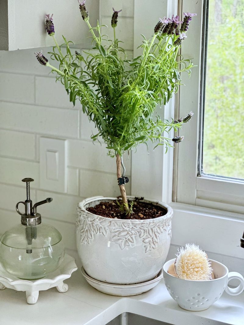 Prune Lightly Without Cutting Into Bare Wood