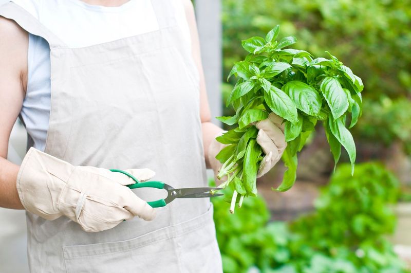 Prune More Often In Central And South Florida Heat