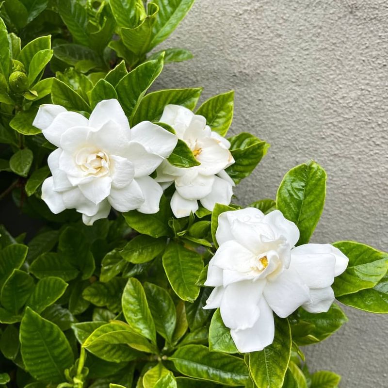 Prune Only After A Bloom Cycle Ends