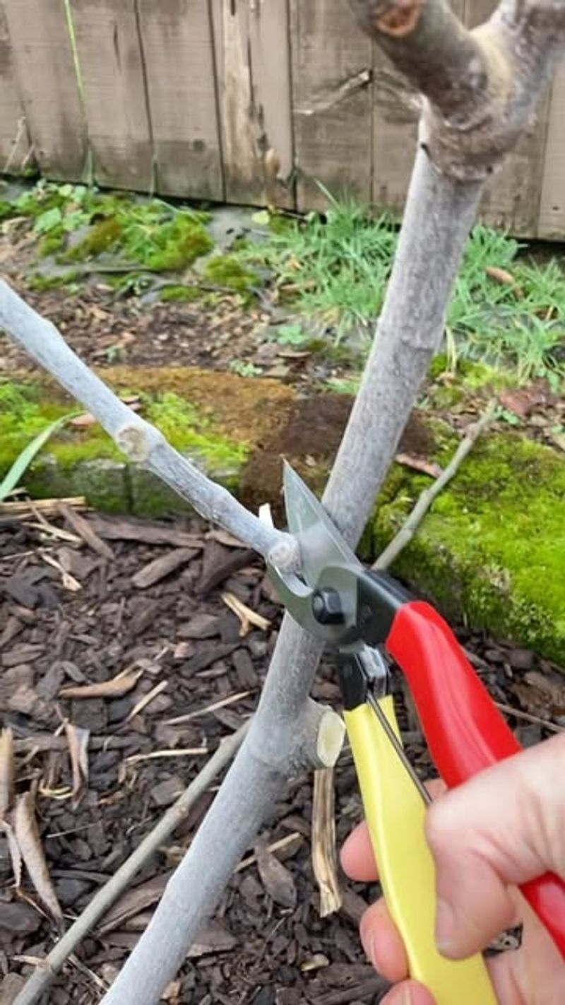 Prune Only If Needed
