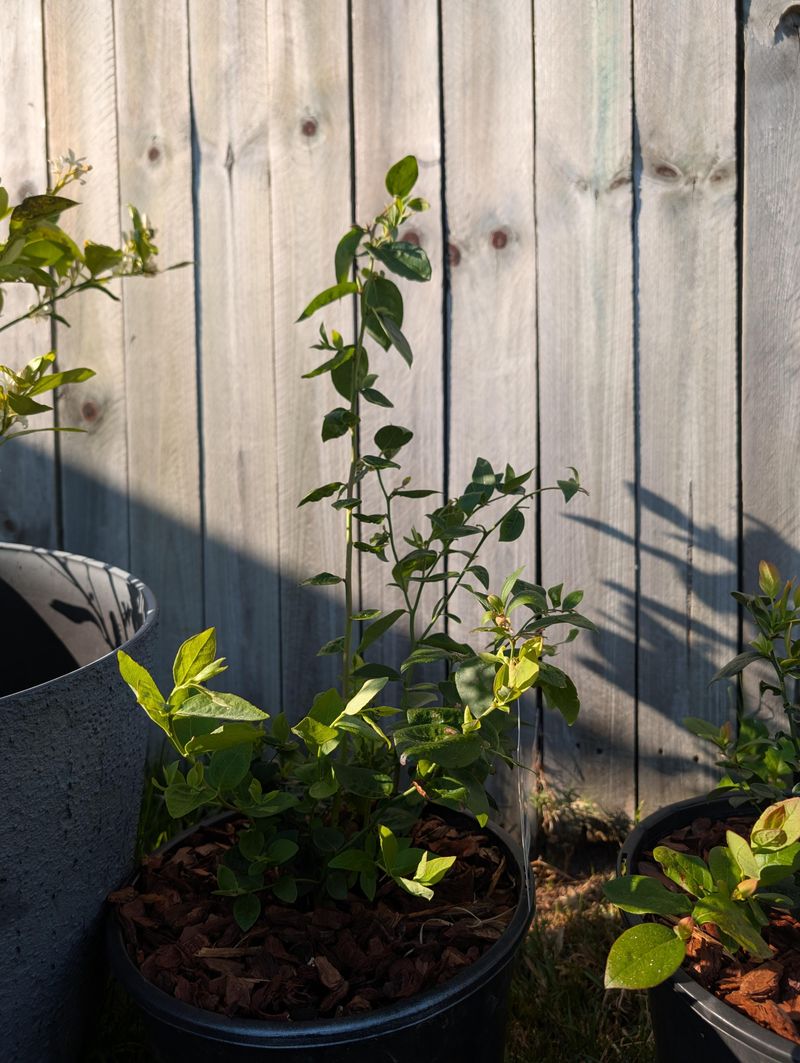 Prune Only What Is Necessary