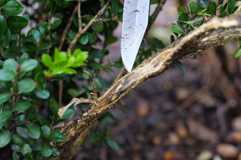 Prune Out Blighted Branches During Dry Weather