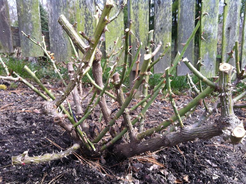 Prune Out Winter-Damaged Canes Prune Out Winter-Damaged Canes