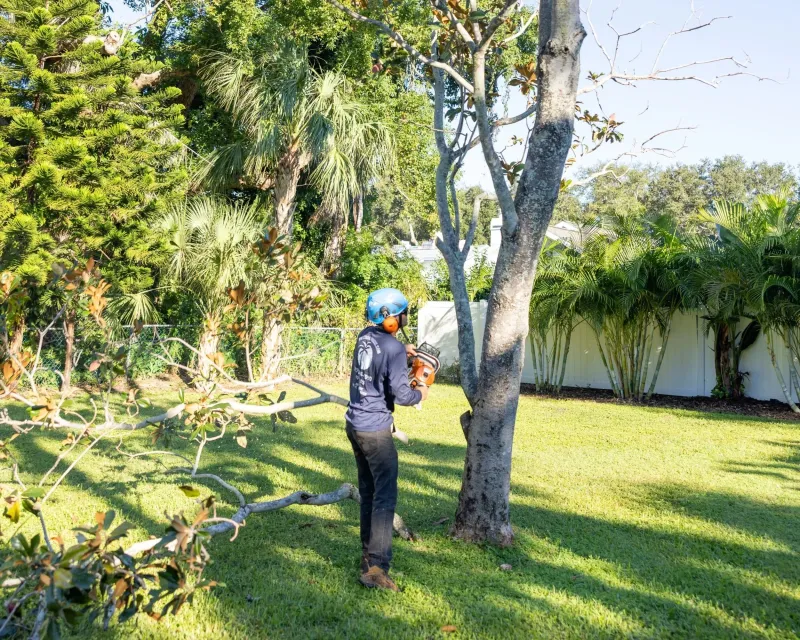 Prune Palms, Shrubs, And Trees Before They Become Fuel