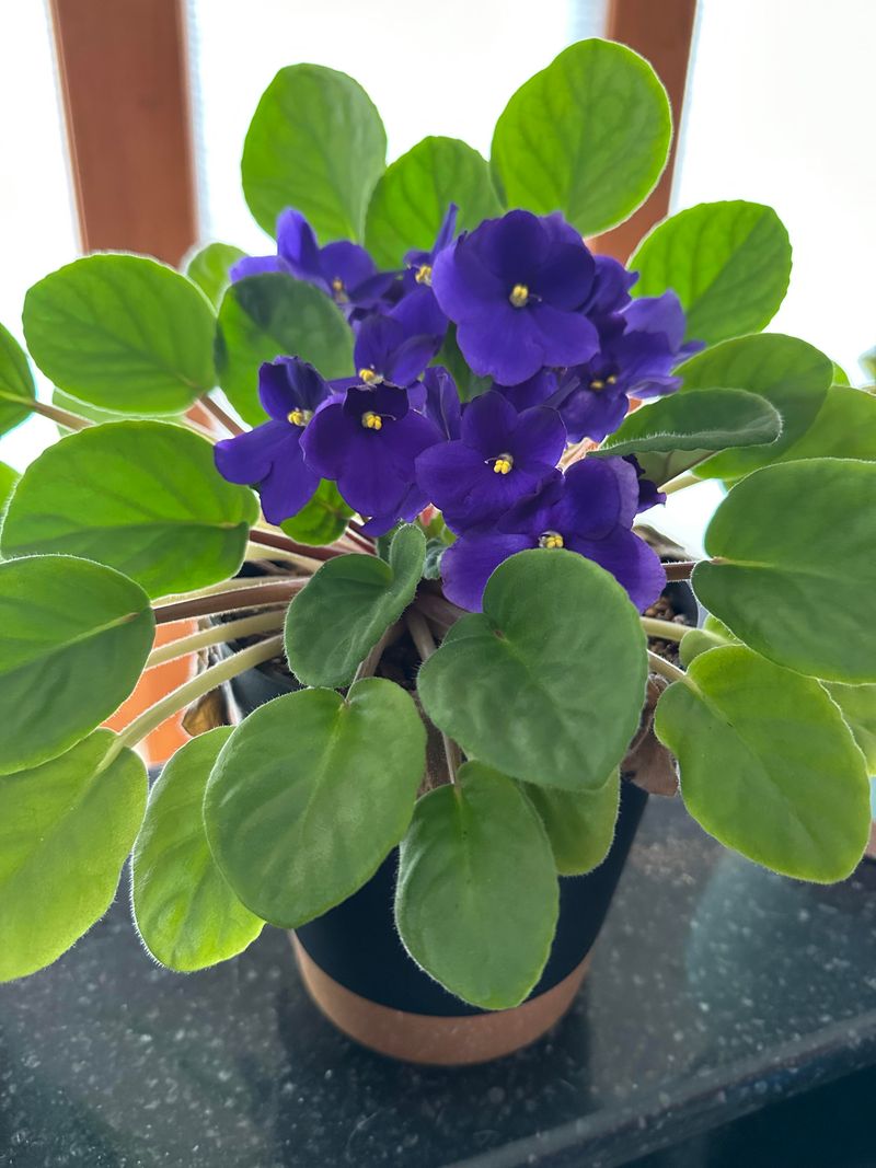 Prune Regularly For Fuller Plants