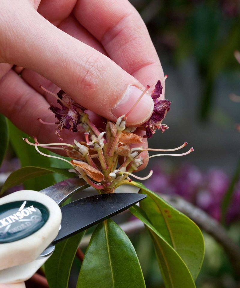 Prune Right After Flowers Fade