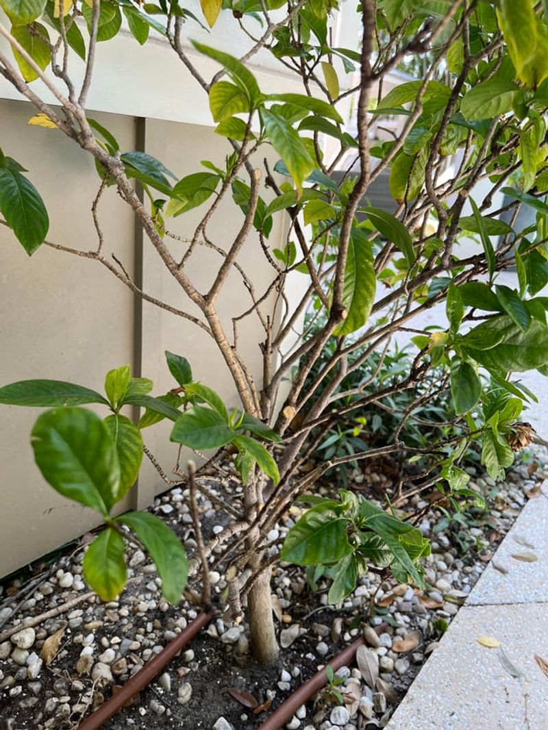 Prune Right After The Last Flowers Fade
