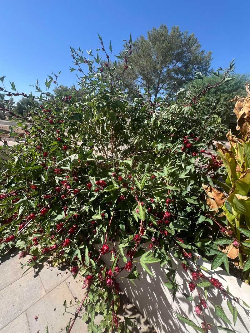 Prune Roselle Early For More Flowering Shoots