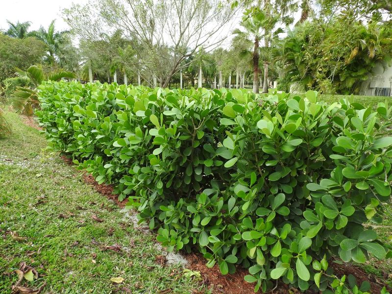 Prune South Florida Hedges Before Summer Growth