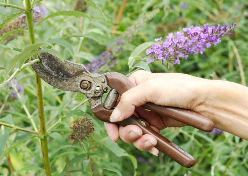 Prune Withered Or Weak Stems Early Prune Withered Or Weak Stems Early