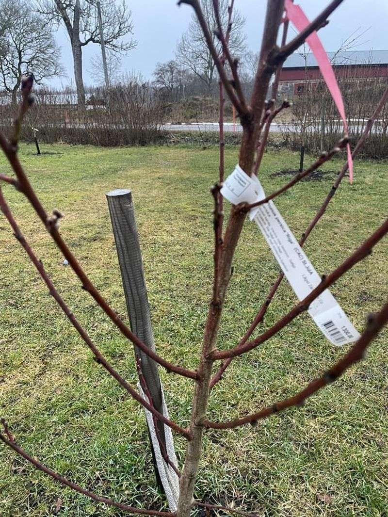 Pruned At The Wrong Time