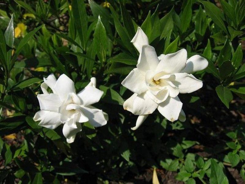 Pruning After Bloom Helps Protect Next Year's Flowers