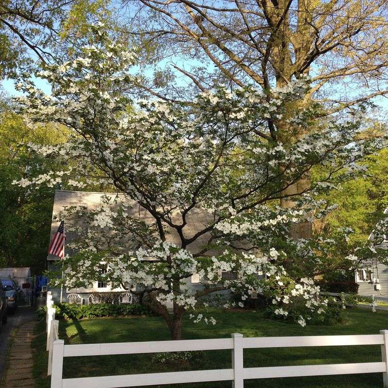 Late Winter And Mid-Summer Are Your Safest Windows For Pruning