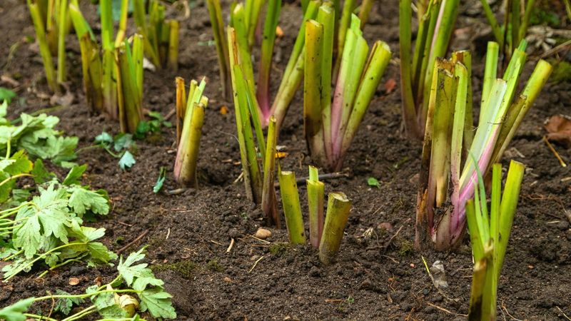 Pruning At The Wrong Time Costs You Next Year's Blooms