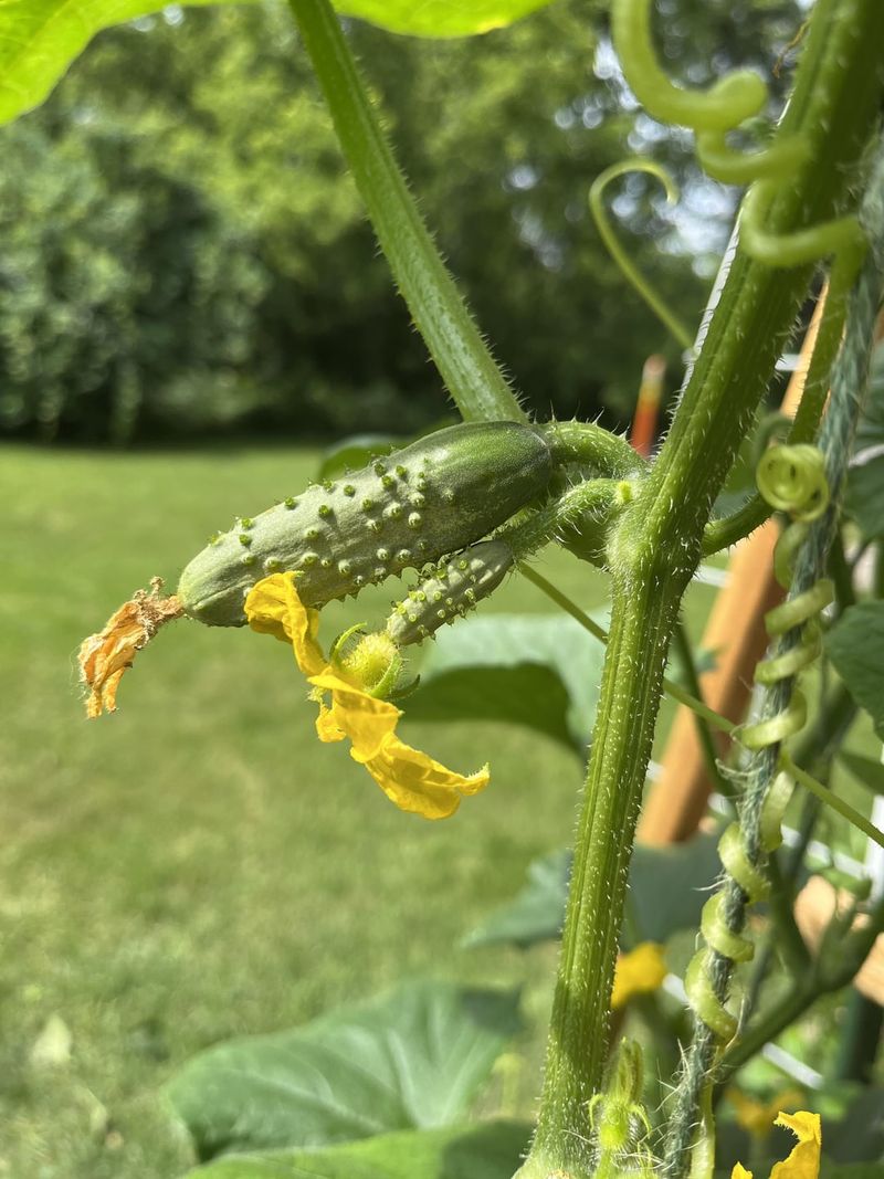 Pruning At The Wrong Time Of Day