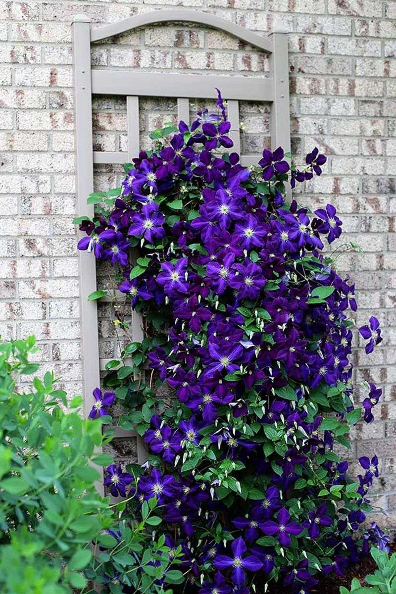 Pruning Depends On Clematis Type (Clematis Spp.)