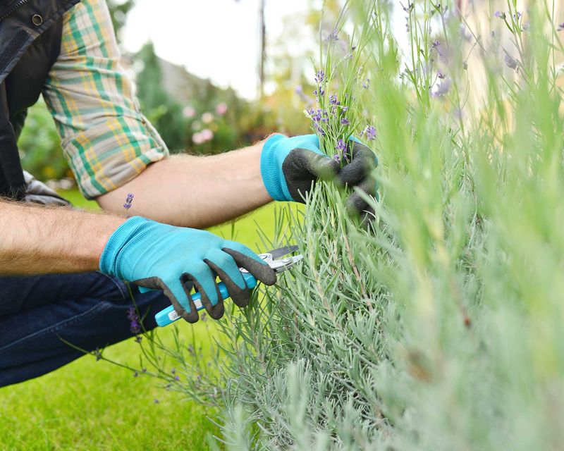 Pruning Keeps The Hedge From Turning Woody