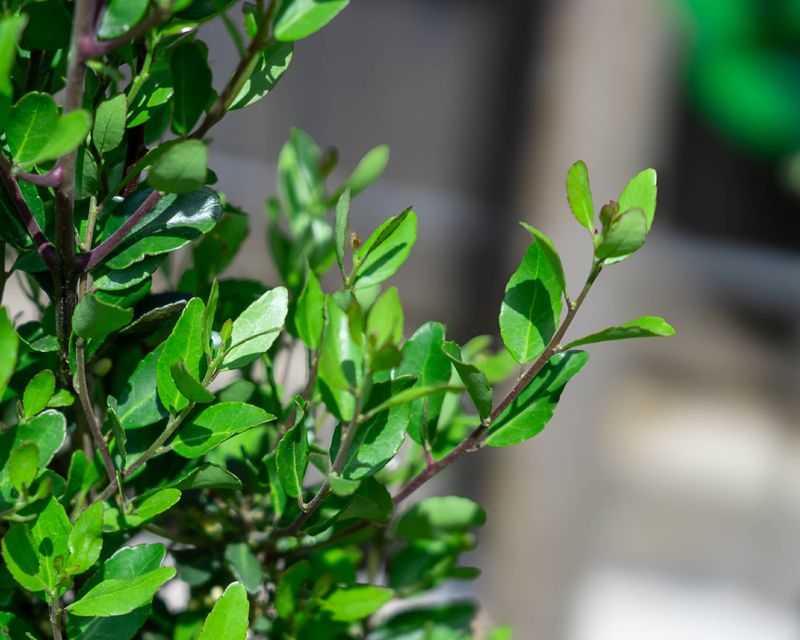 Pruning Keeps The Shape Clean And Tidy