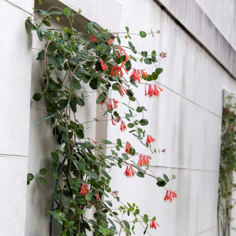 Pruning Keeps The Vine Tidy Without Making It Aggressive Pruning Keeps The Vine Tidy Without Making It Aggressive