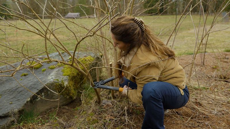 Pruning Keeps This Vigorous Shrub In Bounds