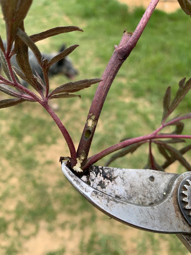 Pruning Nearby Aphid Covered Growth May Reduce Activity