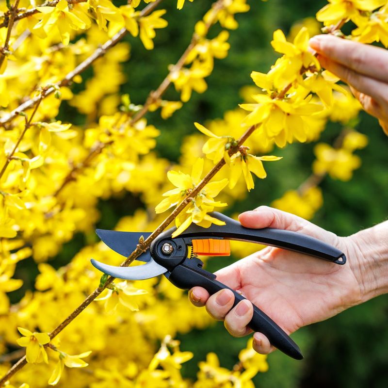 Pruning Spring-Flowering Shrubs At The Wrong Time Reduces Blooms