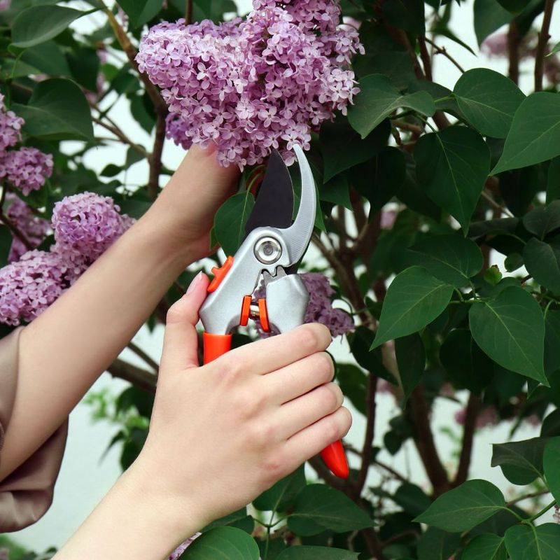 Pruning Too Late Can Remove Next Year's Flower Buds
