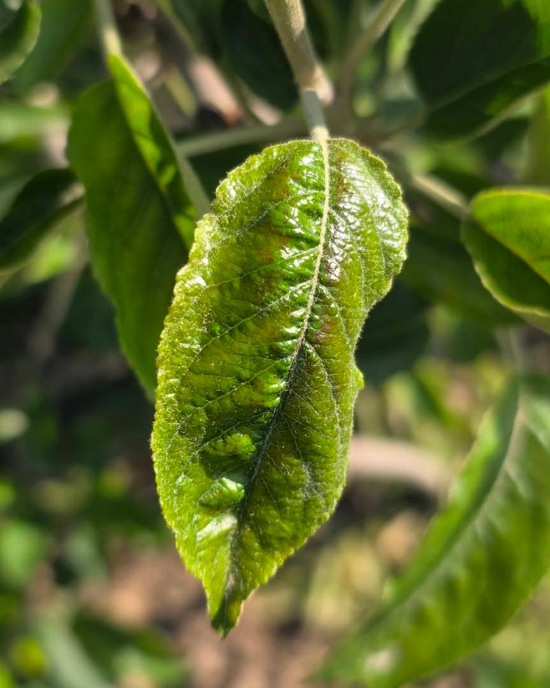 Psyllids Can Make Leaves Sticky And Distorted Psyllids Can Make Leaves Sticky And Distorted
