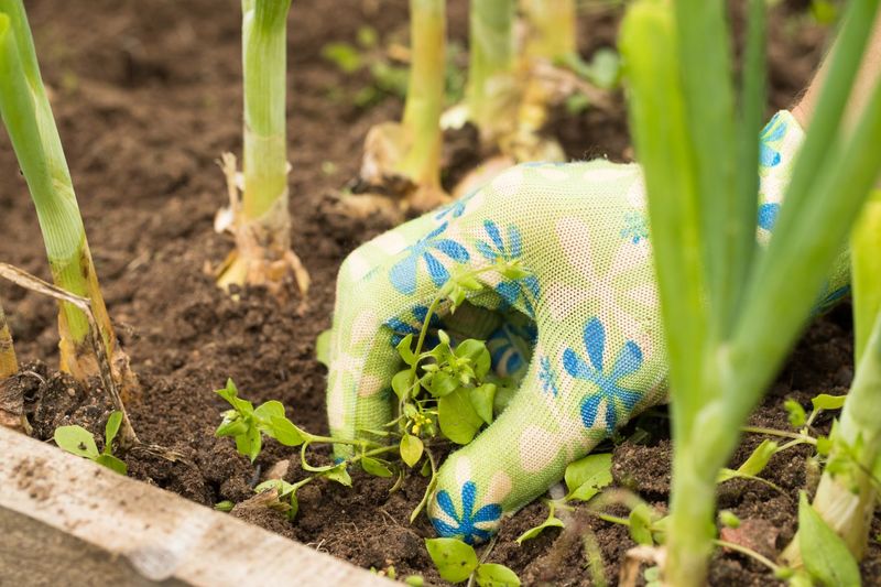 Pull Or Hoe Weeds While They Are Still Young