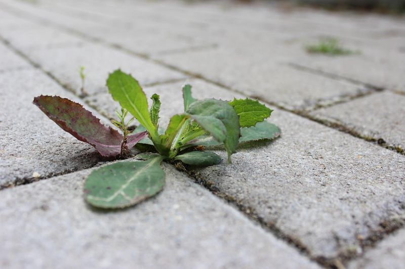 Pull Tiny Seedlings Before Roots Spread