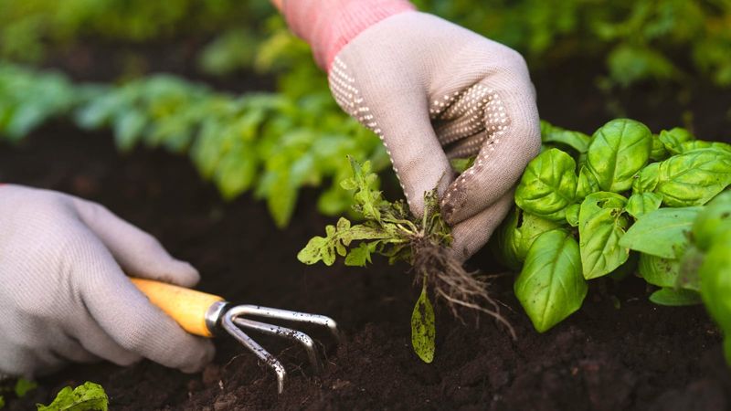 Pull Tiny Weeds Before Their Roots Take Hold