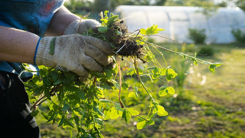 Pull Weeds When Soil Is Moist After Rain