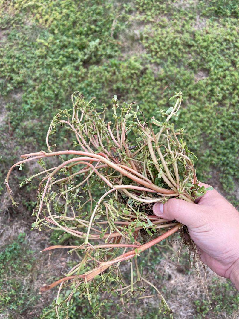 Pull Young Weeds Before They Settle In