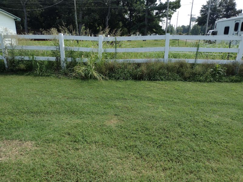 Pull Young Weeds While Roots Are Shallow