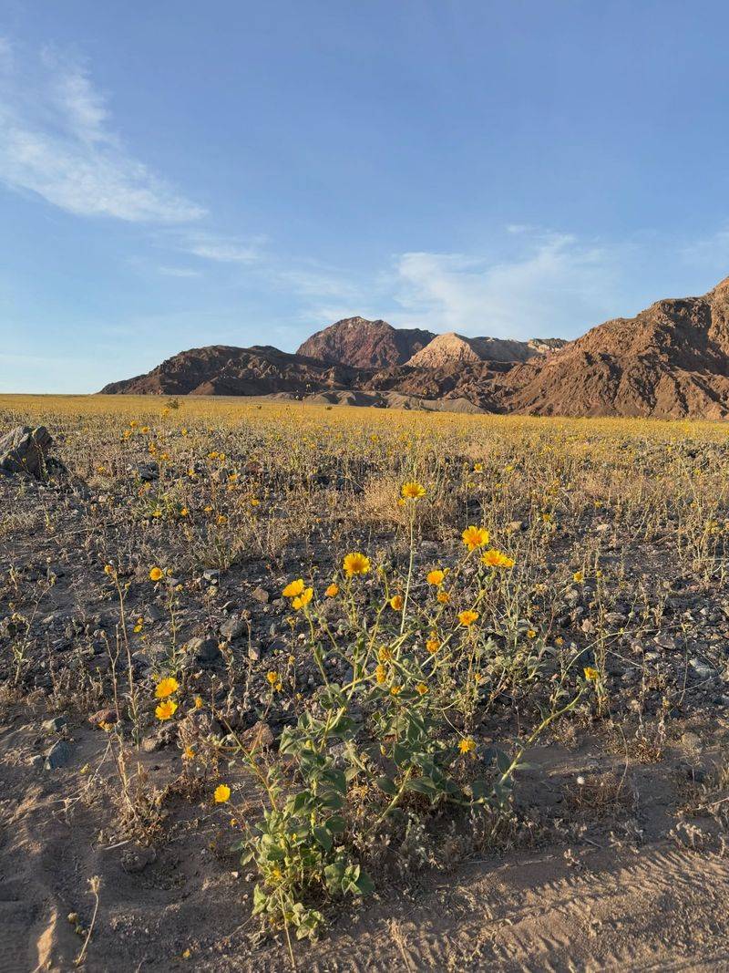 Pulling Faded Annuals Can Interrupt Natural Reseeding