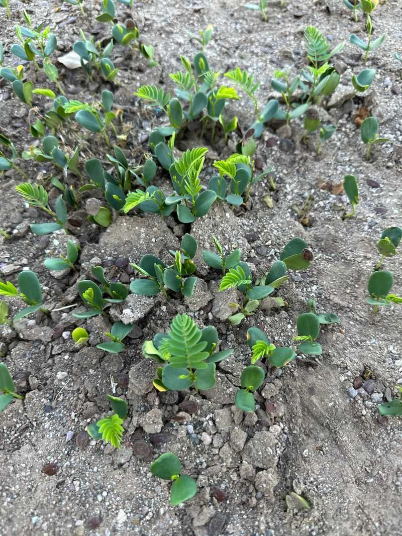 Pulling Weeds Before Humid Weather Speeds Up Growth