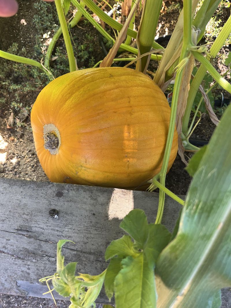 Pumpkins