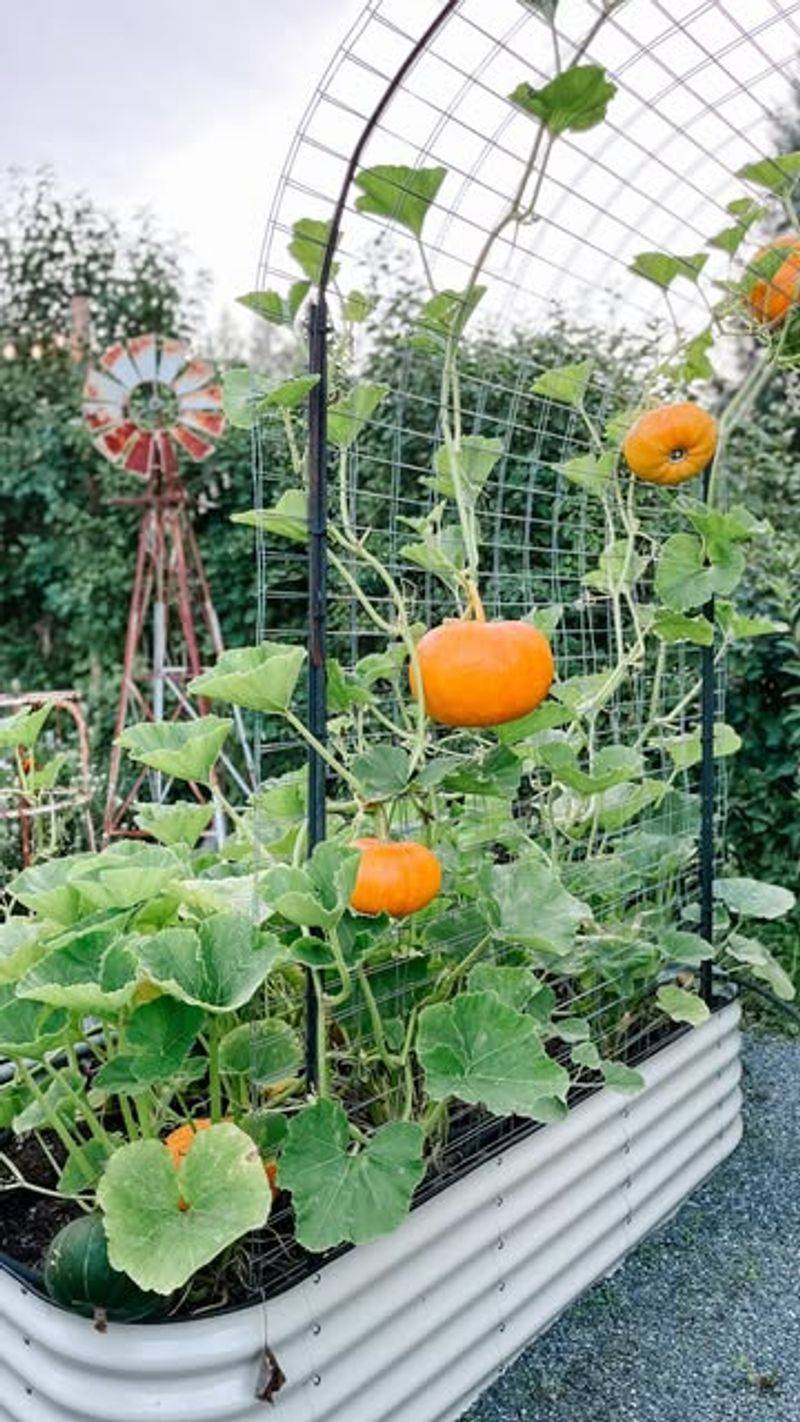 Pumpkins