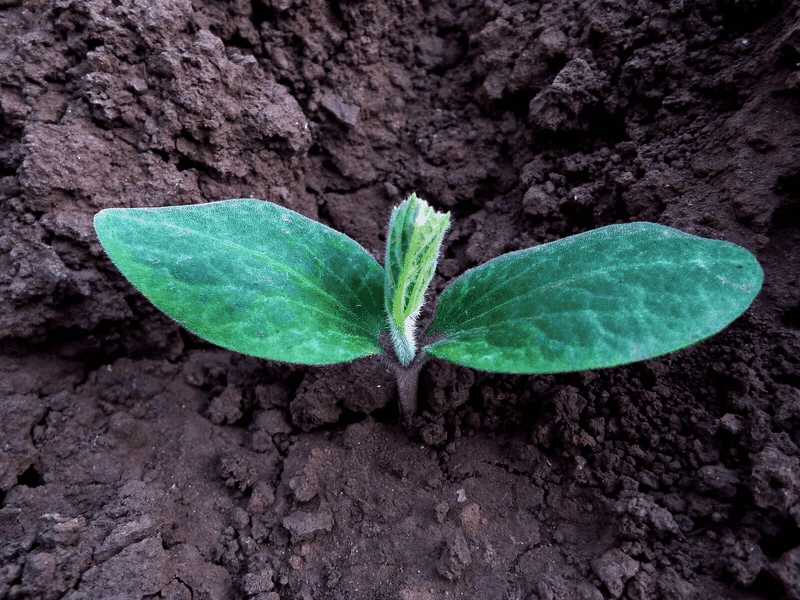 Pumpkins Can Be Sown Once The Weather Settles